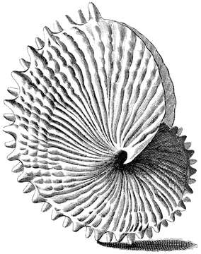 Image de Argonauta nodosa