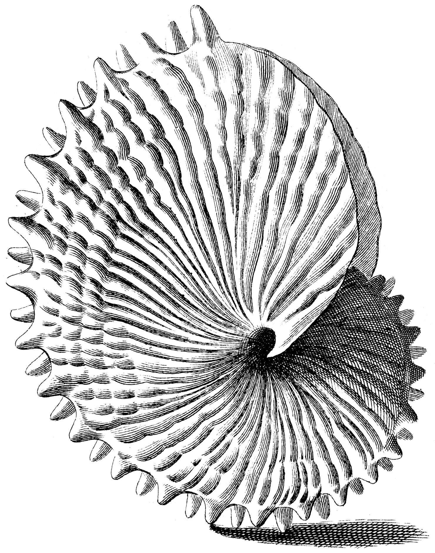 Image de Argonauta nodosa