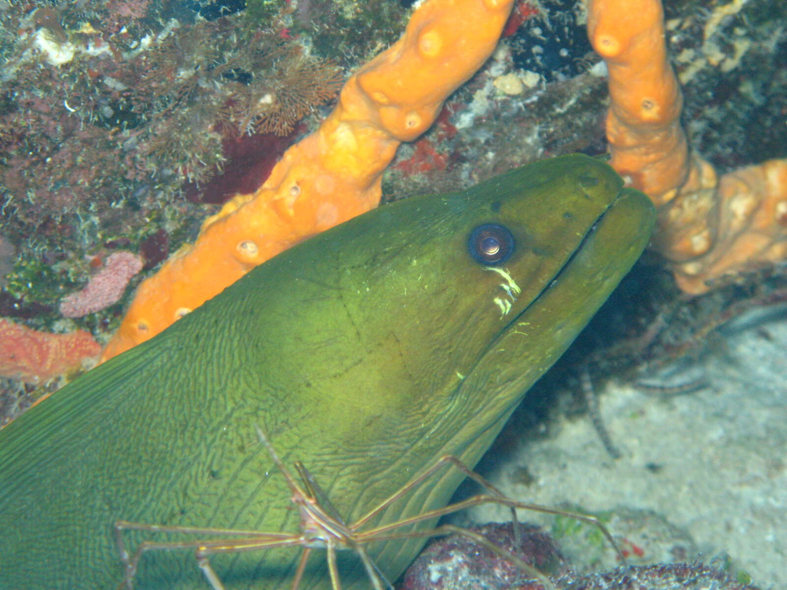 Image of Black Moray