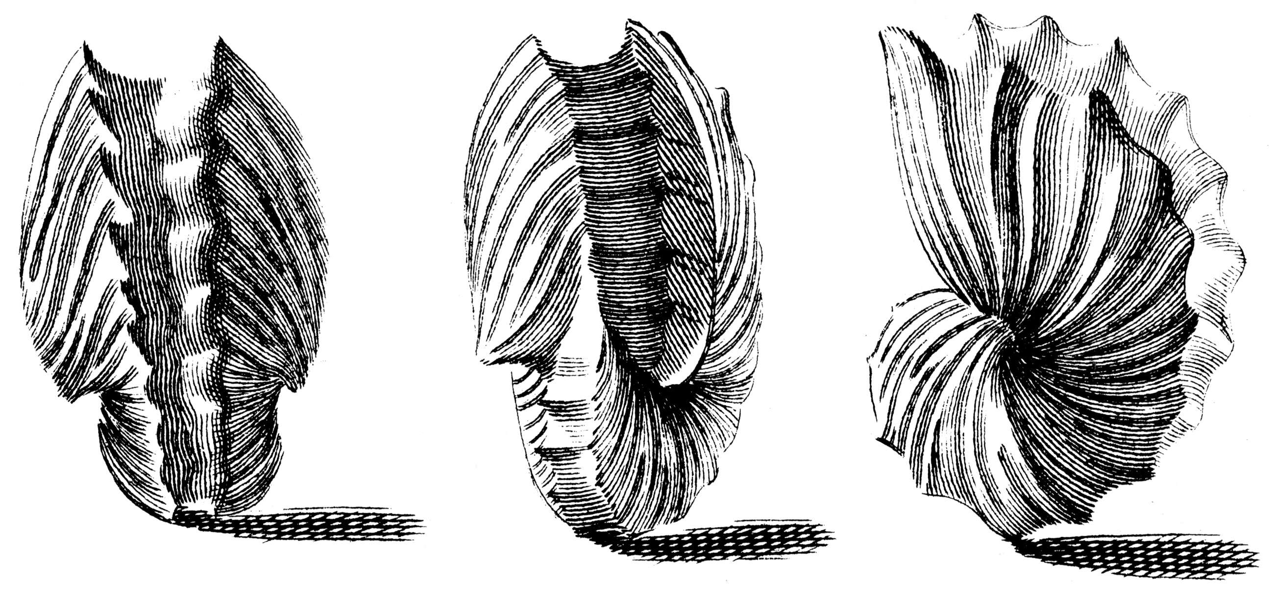 Image de Argonauta hians Lightfoot 1786