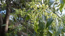 Image of Ocotea acutifolia (Nees) Mez