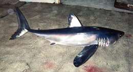 Image of Longfin Mako