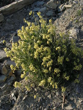 Image of Matthiola odoratissima (Pall. ex M. Bieb.) W. T. Aiton