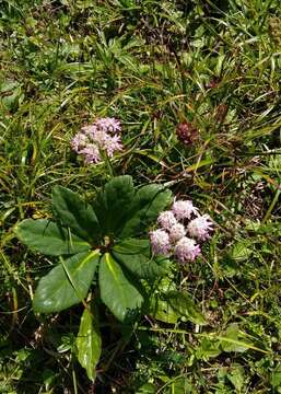 Image of Heracleum austriacum L.