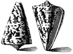 Image of lettered cone