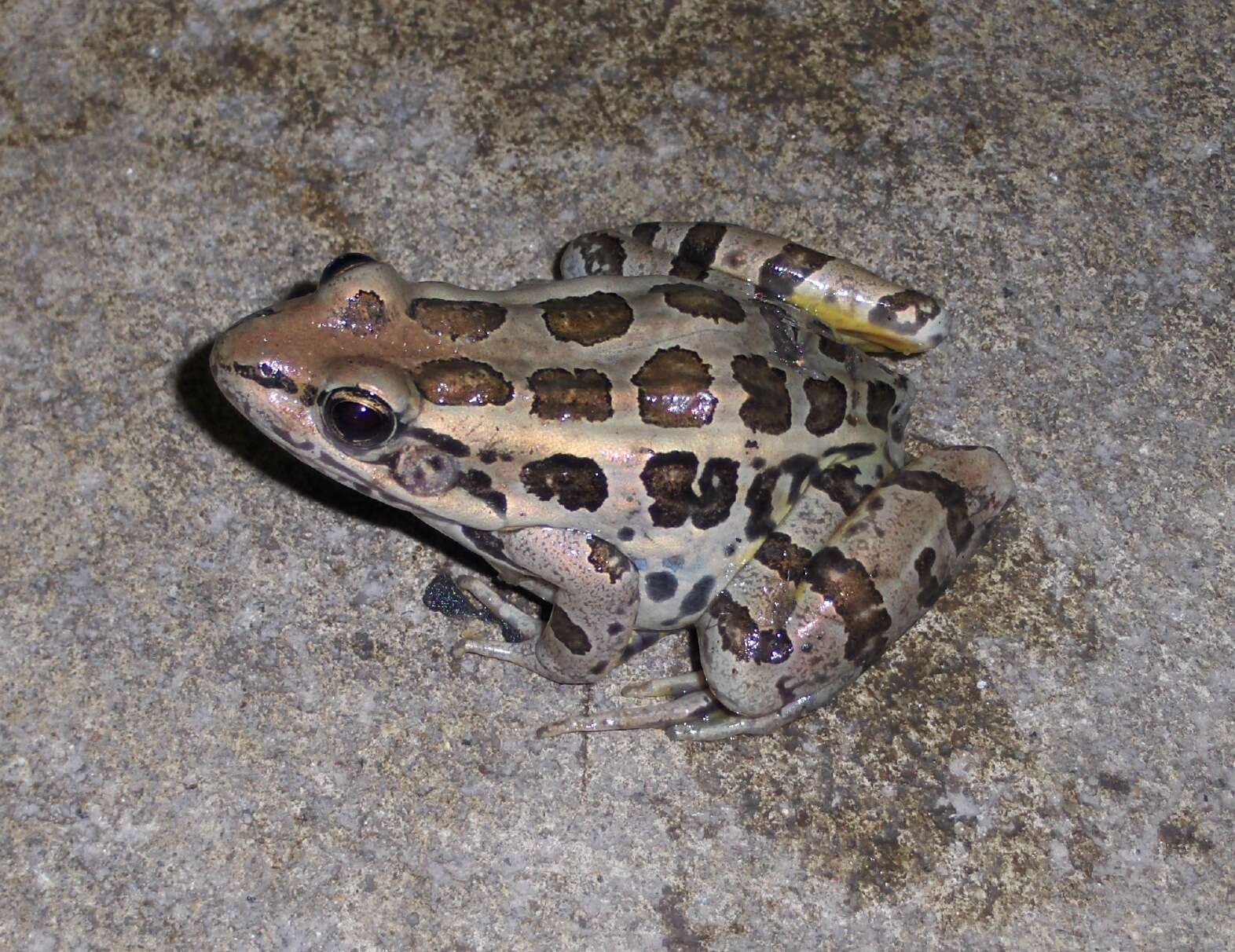 Image of pickerel frog