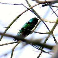 Image of Green Violet-ear