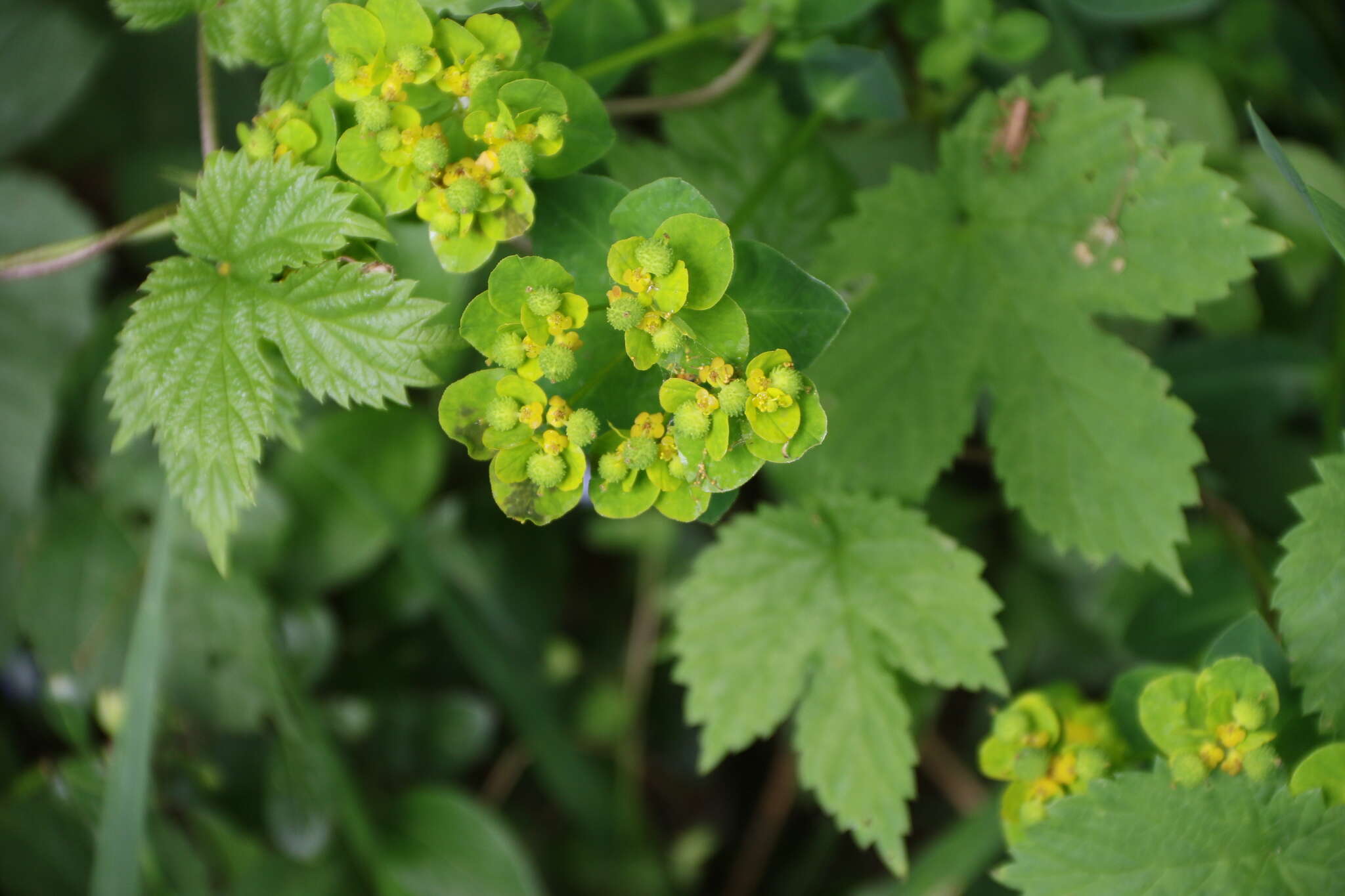 Plancia ëd Euphorbia verrucosa L.