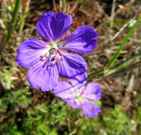 Image of Carpet geranium