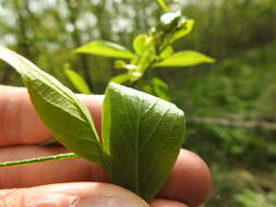 Imagem de Euonymus atropurpureus var. atropurpureus