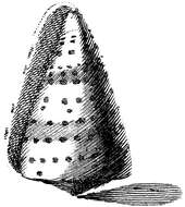 Image of glaucous cone