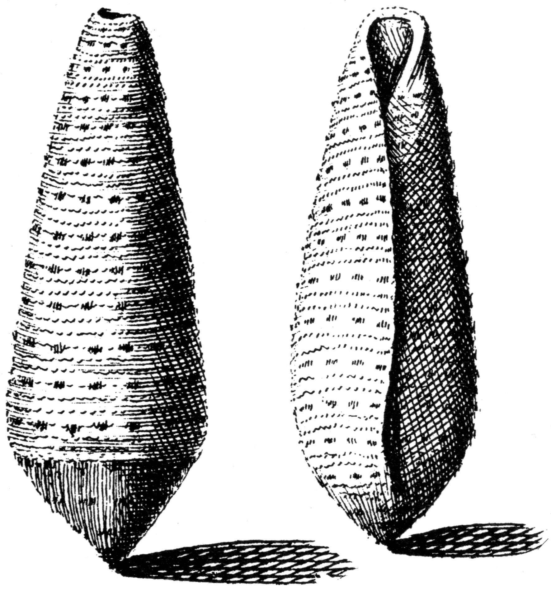 Image of Nussatella cone