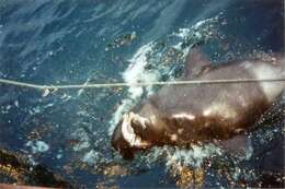 Image of Pacific Sleeper Shark