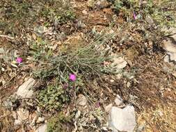 Image of Dianthus masmenaeus Boiss.