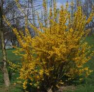 Image de Forsythia intermedia Zabel