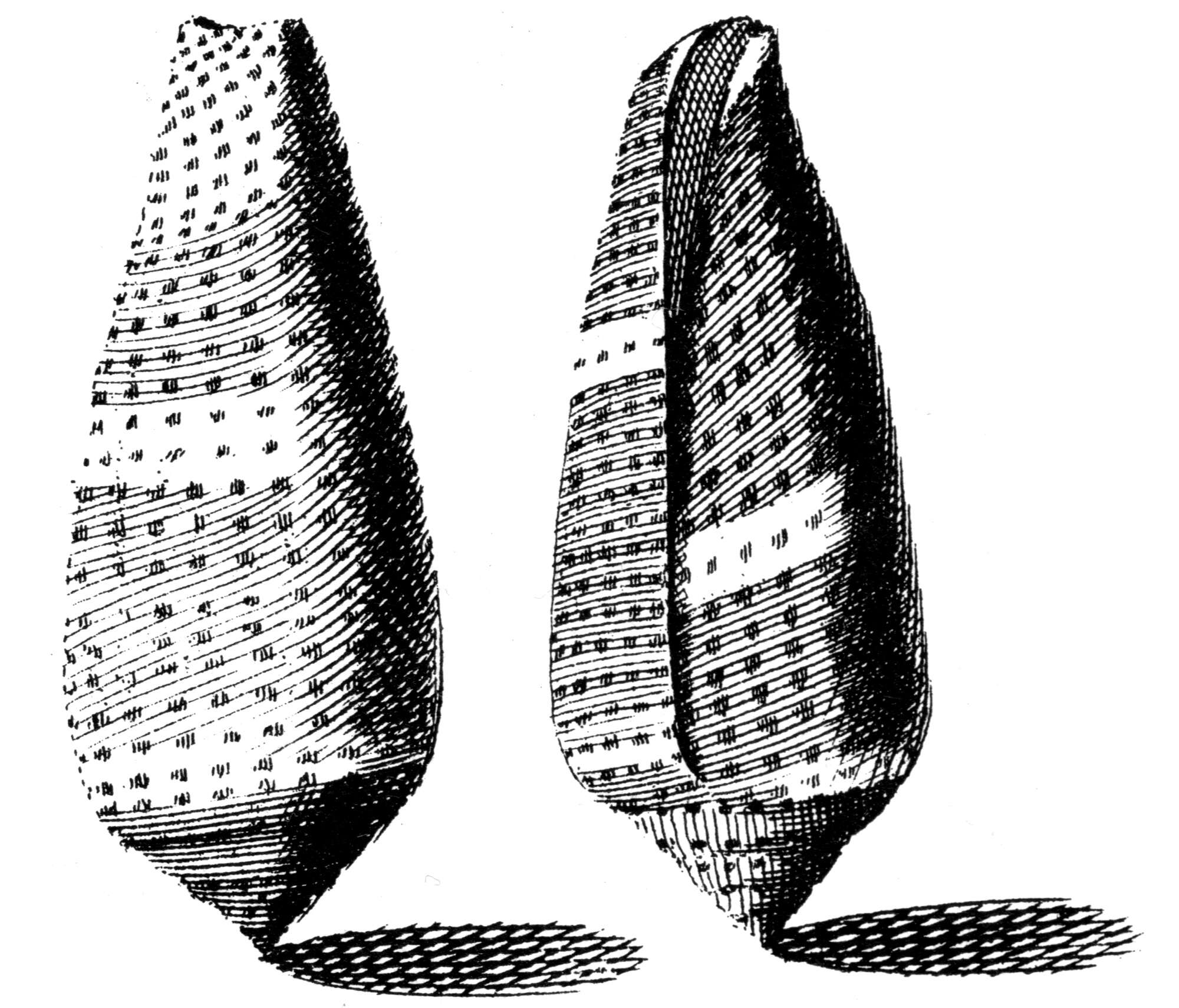 Image of Glory-of-the-Atlantic Cone