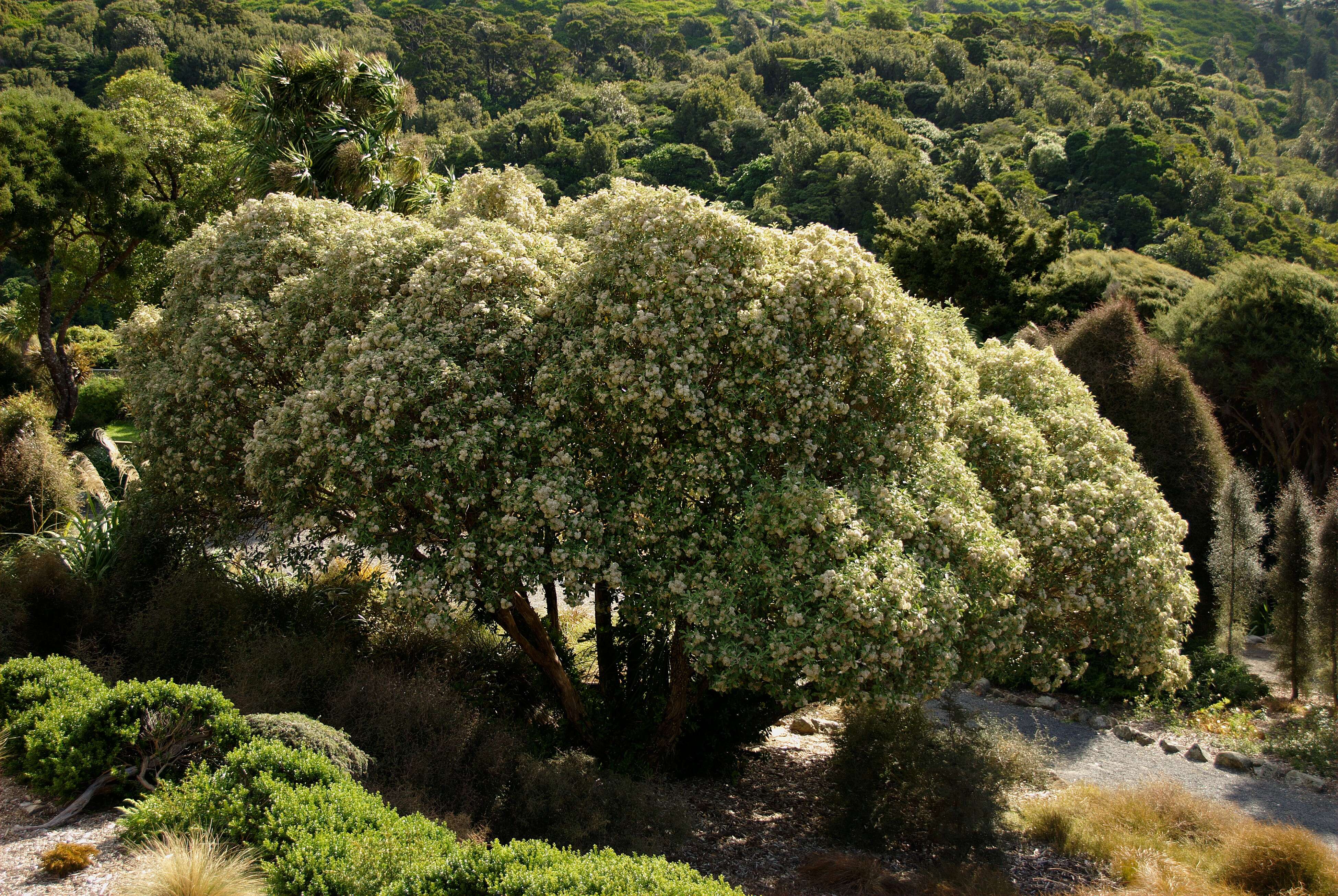 Olearia resmi