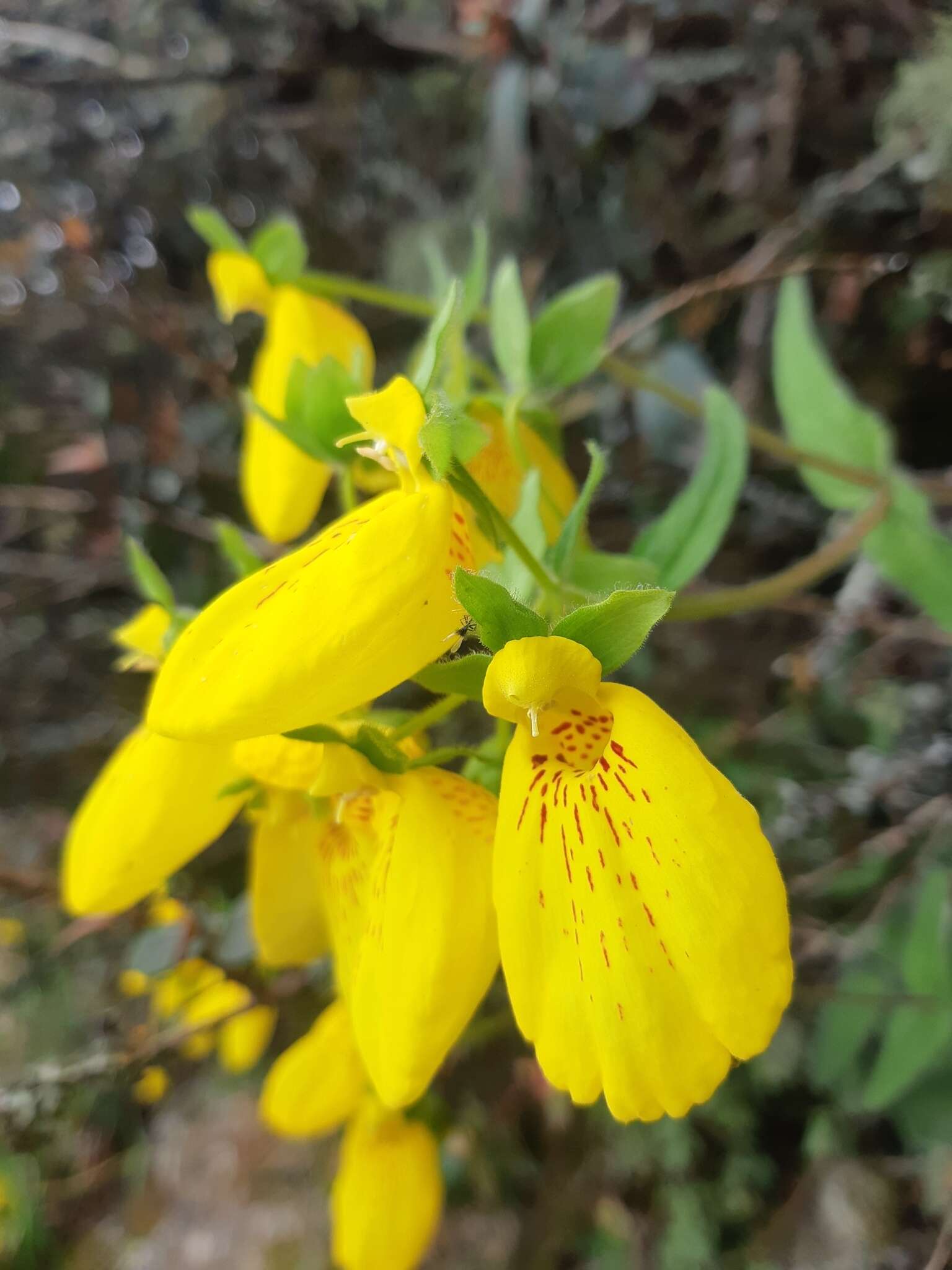 Image of Calceolaria crenatiflora Cav.