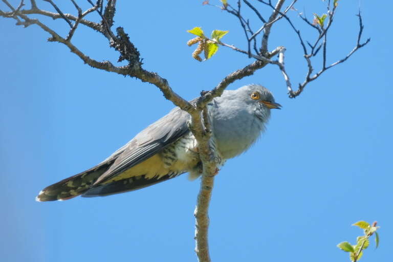 Image of Oriental Cuckoo