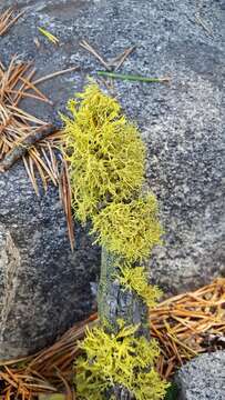 Image of Brown-eyed wolf lichen