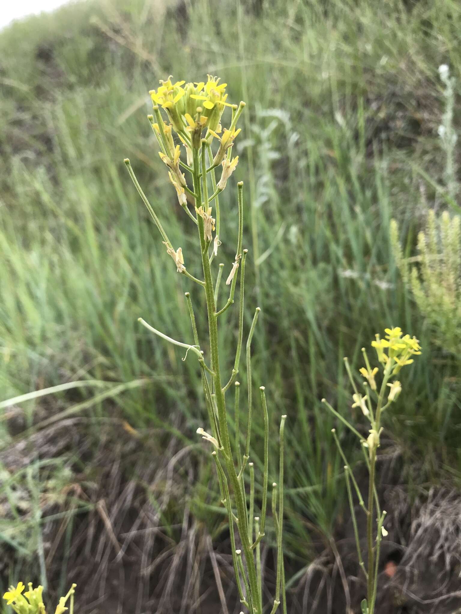 Image of shy wallflower