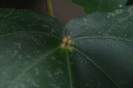 Image of <i>Aceria macrochela</i>