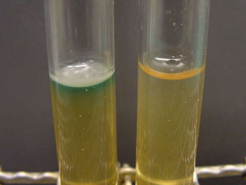 Pseudomonas aeruginosa resmi