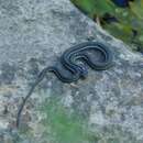 Image of Northern Mexican gartersnake