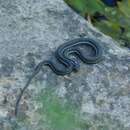 Thamnophis eques megalops (Kennicott 1860) resmi