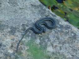 Thamnophis eques megalops (Kennicott 1860) resmi