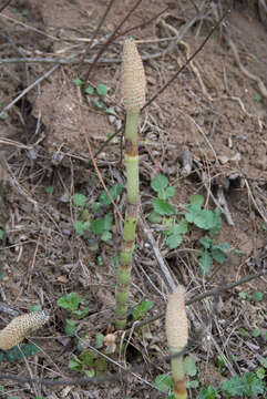 Image of Great Horsetail