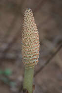 Image of Great Horsetail