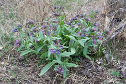 Image of Pulmonaria obscura Dumort.