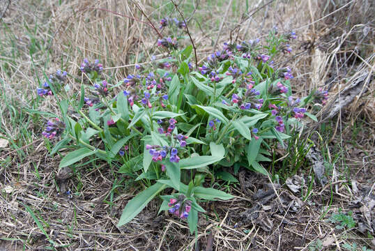 Plancia ëd Pulmonaria obscura Dumort.