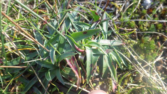 Image of Armeria arenaria (Pers.) Schult.