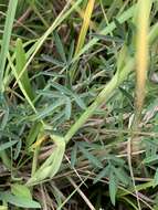 Image of compact prairie clover