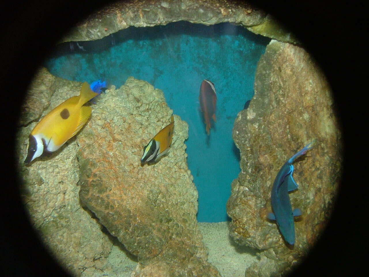 Image of Blackback anemonefish