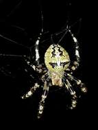 Image of Araneus angulatus personatus Simon 1929