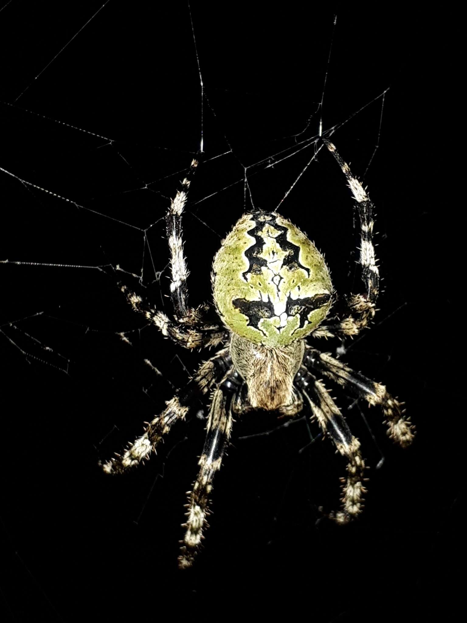 Image of Araneus angulatus personatus Simon 1929