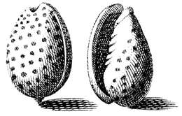 Image of Cystiscinae Stimpson 1865