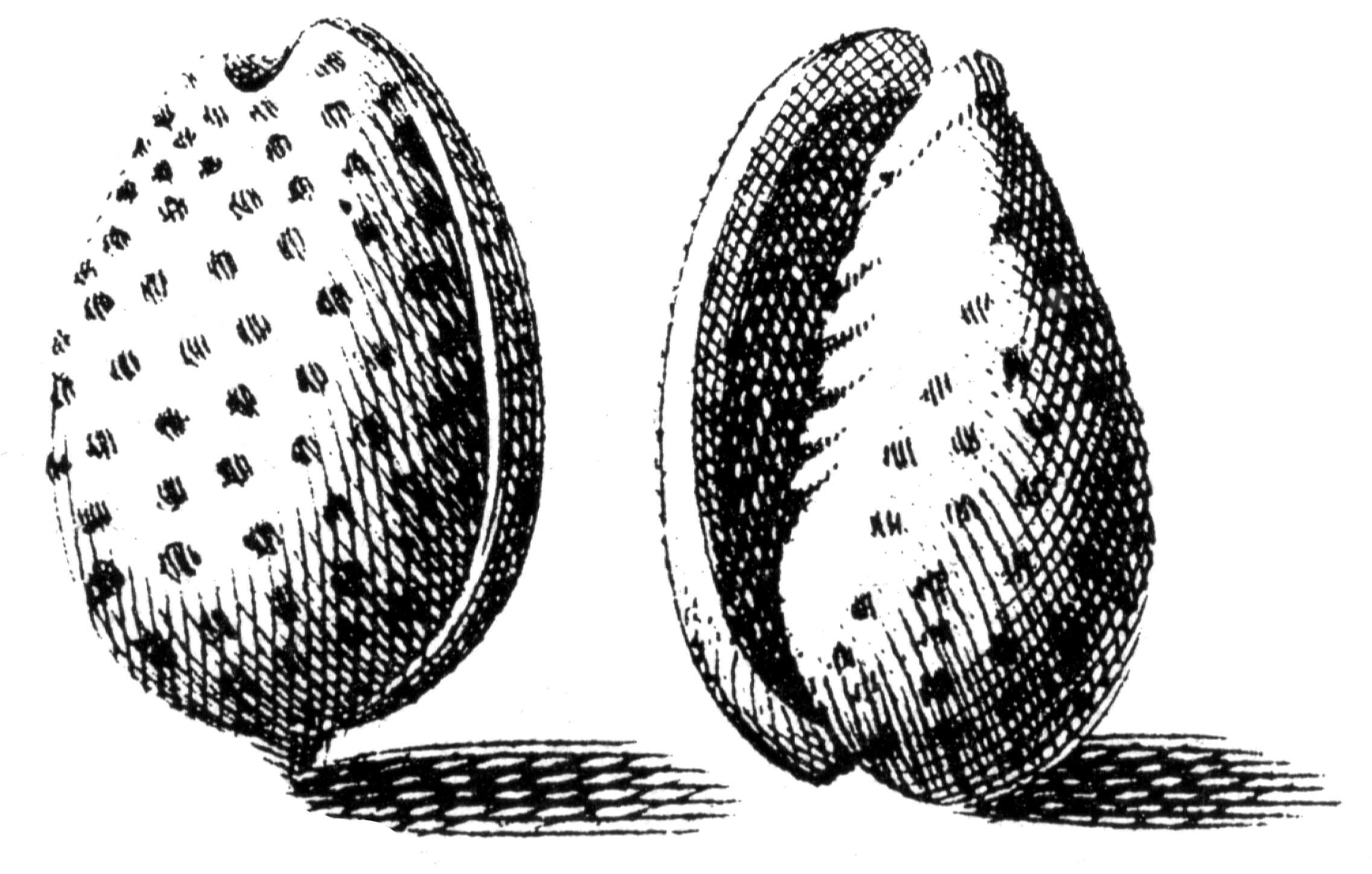 Image of Cystiscinae Stimpson 1865