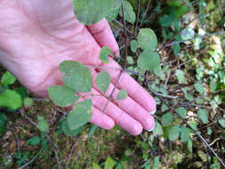 Image of Symphoricarpos albus var. albus