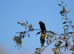 Sivun Crotophaga Linnaeus 1758 kuva