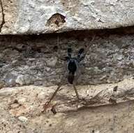 Image of Shore spider