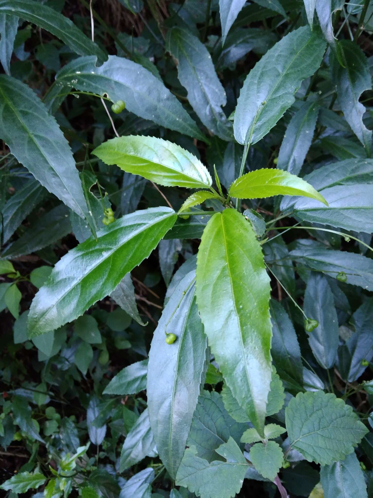 Plancia ëd Micrococca capensis (Baill.) Prain