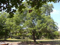Image of Quercus ithaburensis Decne.