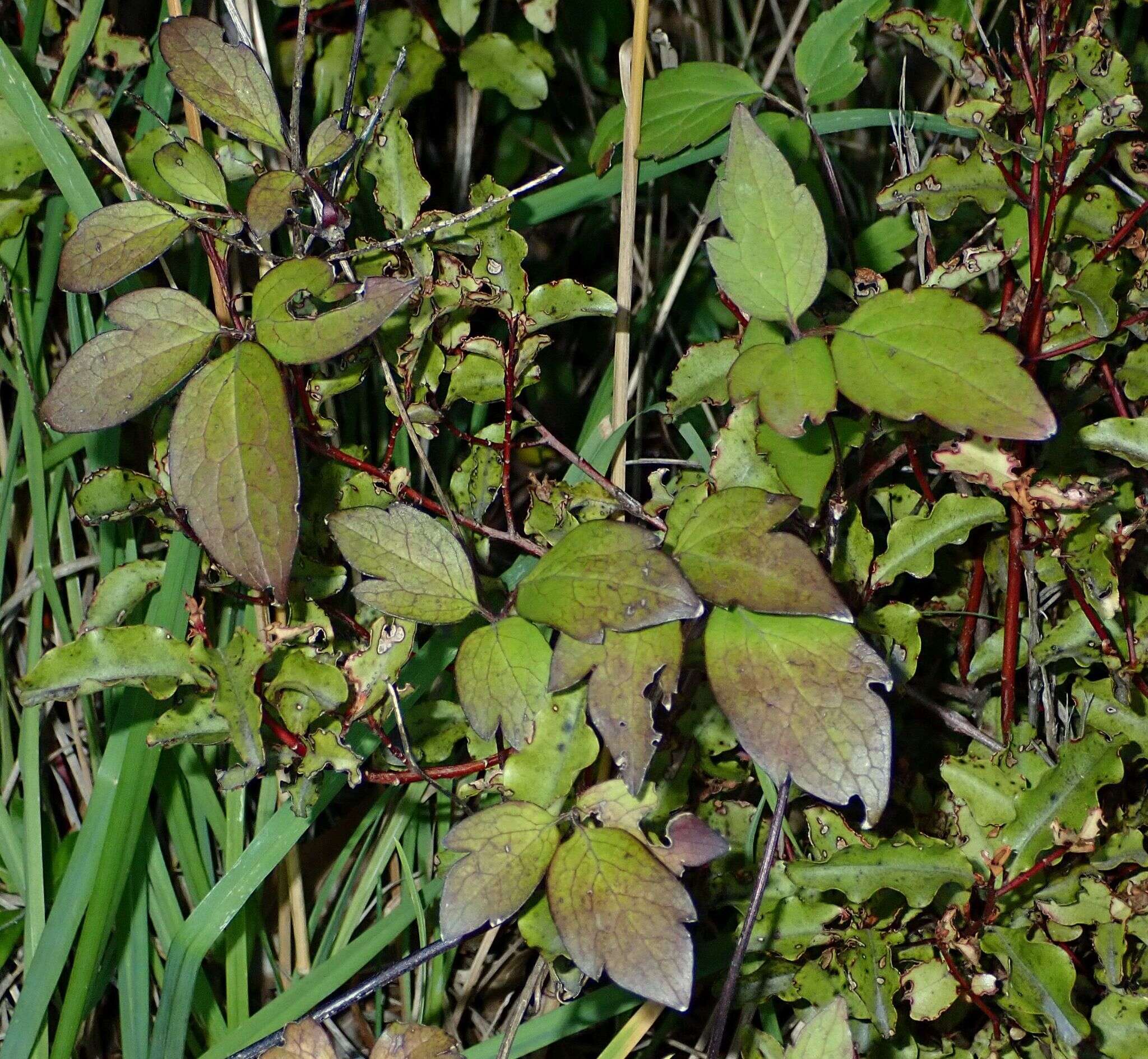 Image of Himalayan Clematis