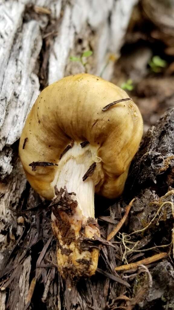 Image of Cortinarius pinguis (Zeller) Peintner & M. M. Moser 2002