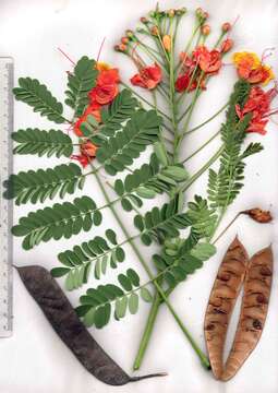 Image of Dwarf Poinciana