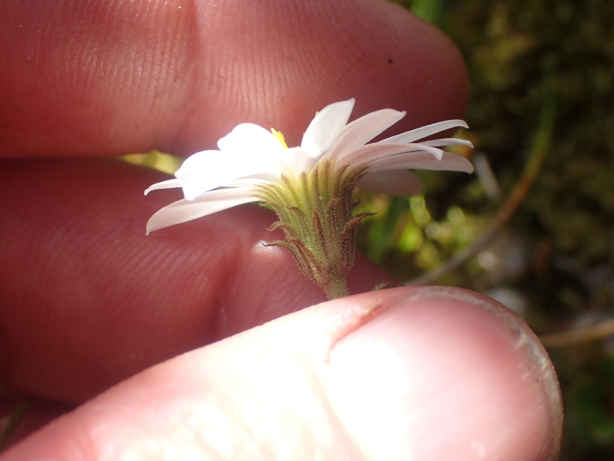 Image of Celmisia glandulosa Hook. fil.